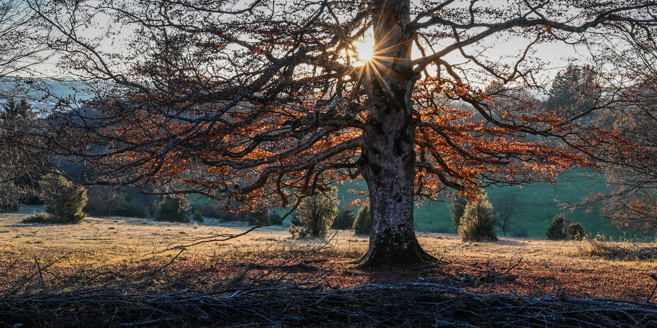 Auf der Heide