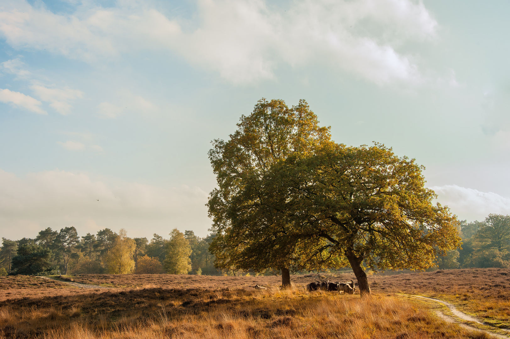 Auf der Heide