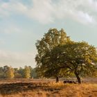 Auf der Heide