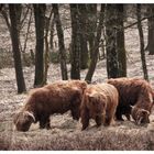 Auf der Heide