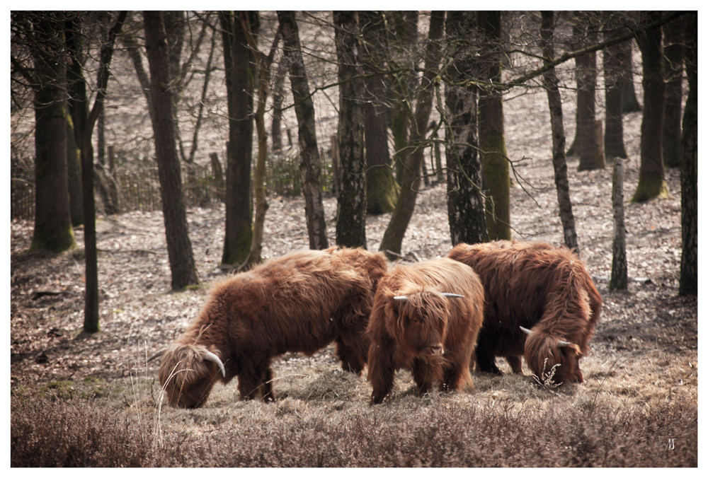 Auf der Heide