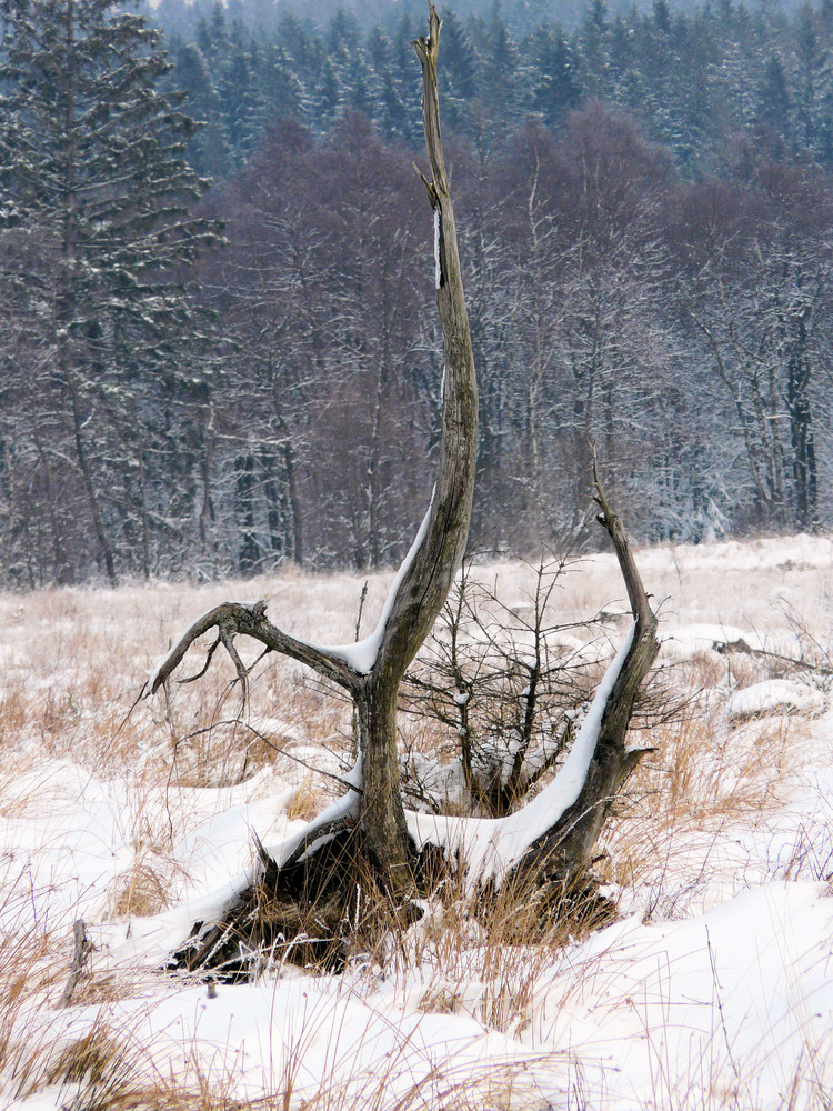 auf der Heide im Winter....