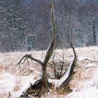 auf der Heide im Winter....