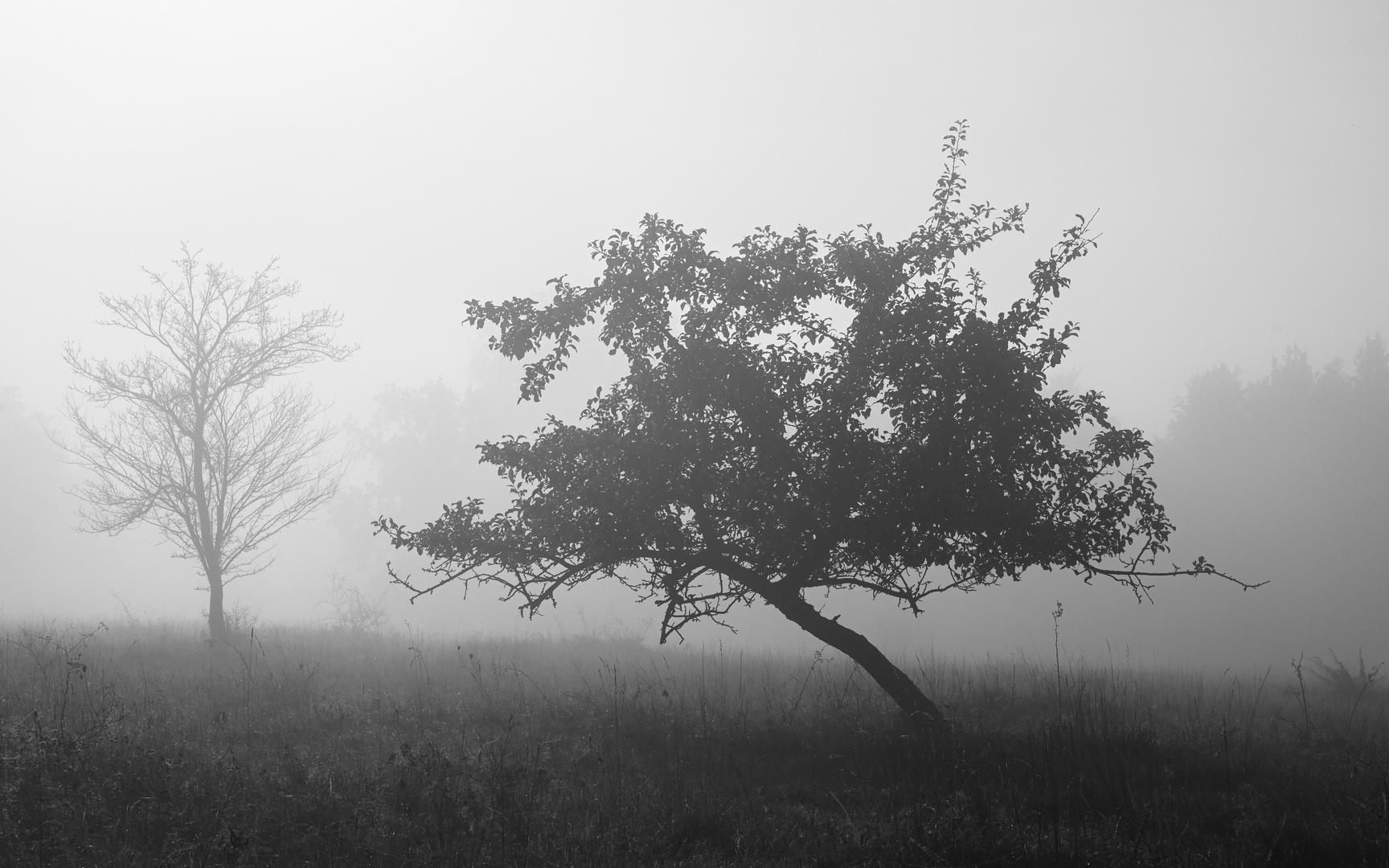 Auf der Heide IV