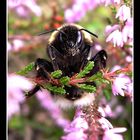 Auf der Heideblüte