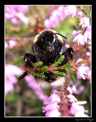 Auf der Heideblüte