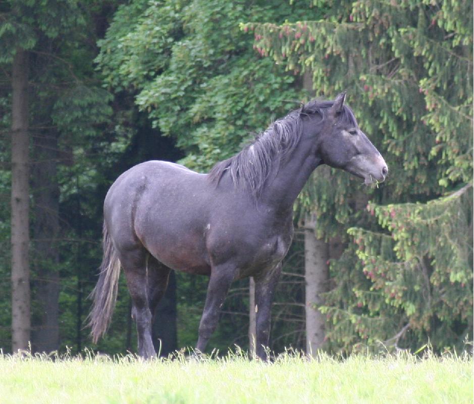 Auf der Hengstkoppel