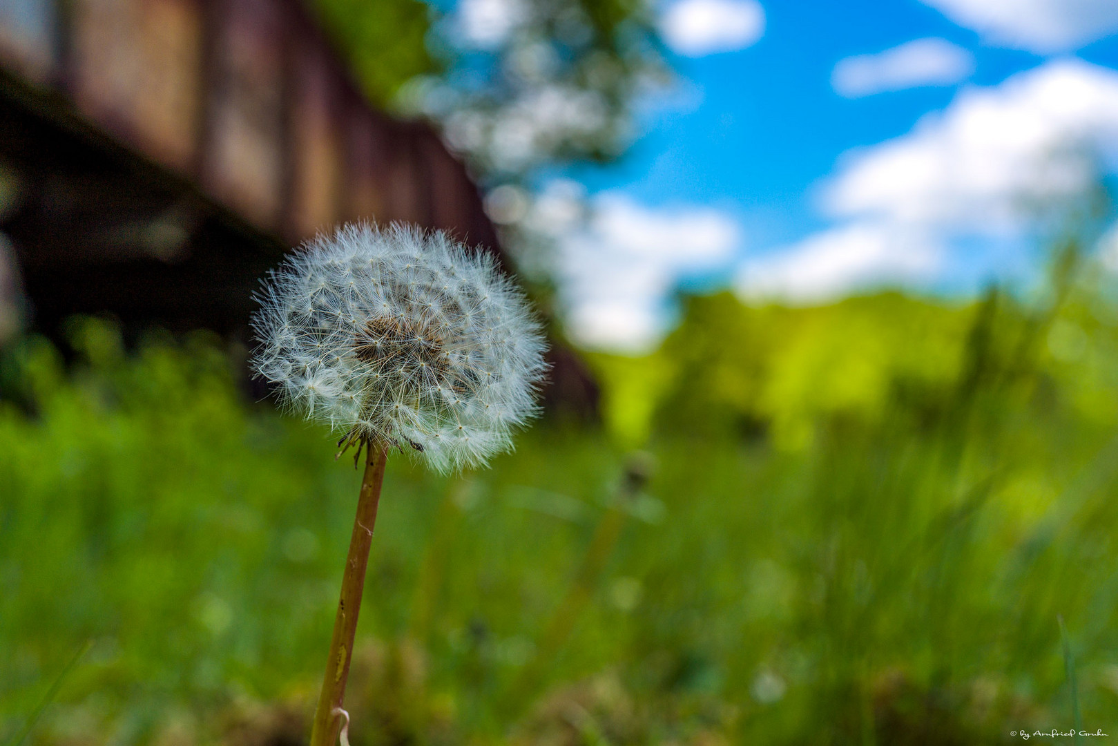 auf der Henrichshütte sind auch Blümchen zu finden....