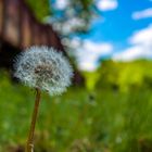 auf der Henrichshütte sind auch Blümchen zu finden....