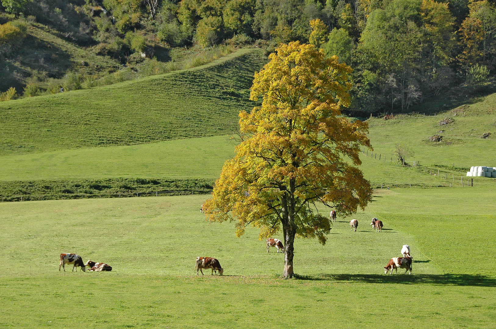 Auf der herbstlichen Weide