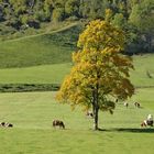 Auf der herbstlichen Weide