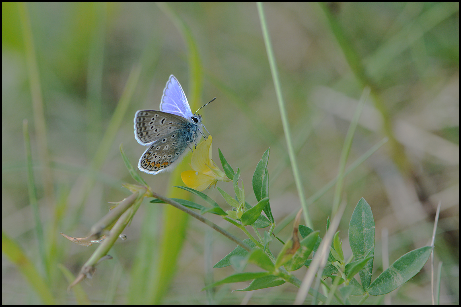 Auf der herbstlichen Wiese . . . (1)