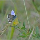 Auf der herbstlichen Wiese . . . (1)