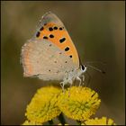 Auf der herbstlichen Wiese . . . (3)