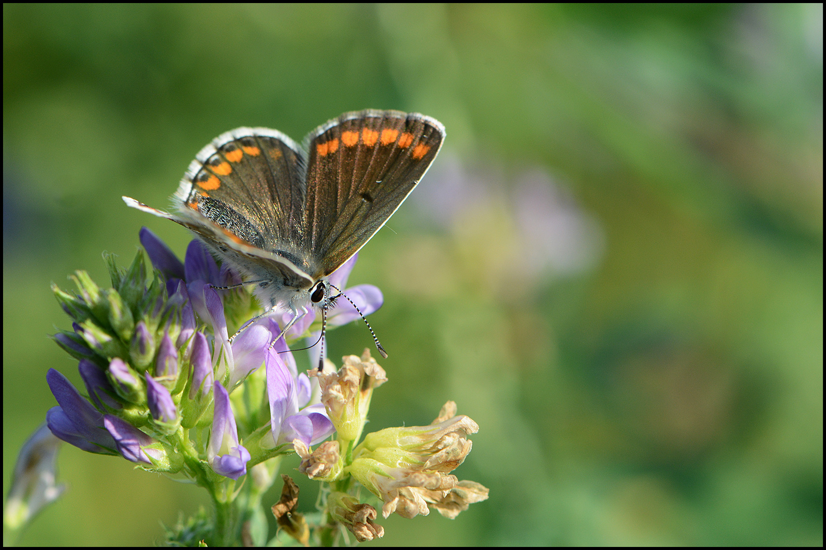 Auf der herbstlichen Wiese . . .  (4)