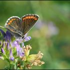 Auf der herbstlichen Wiese . . .  (4)