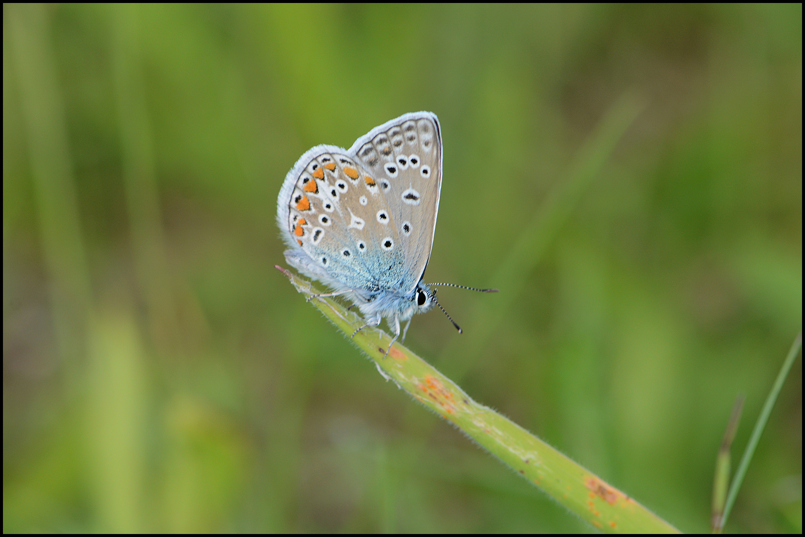 Auf der herbstlichen Wiese . . . (5)