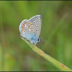 Auf der herbstlichen Wiese . . . (5)