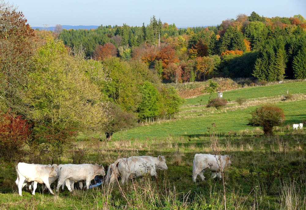 ...auf der Herbstweide