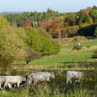 ...auf der Herbstweide