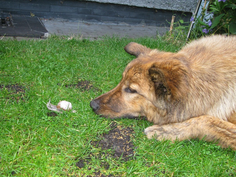 Auf der Hetzjagd