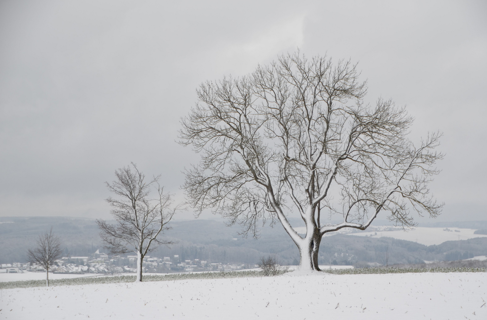 Auf der Hochfläche Bäume im Winter