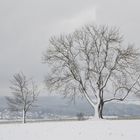 Auf der Hochfläche Bäume im Winter