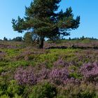 Auf der Hochheide 2