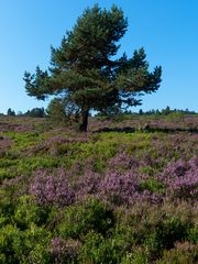 Auf der Hochheide 2