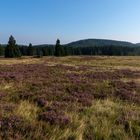 Auf der Hochheide