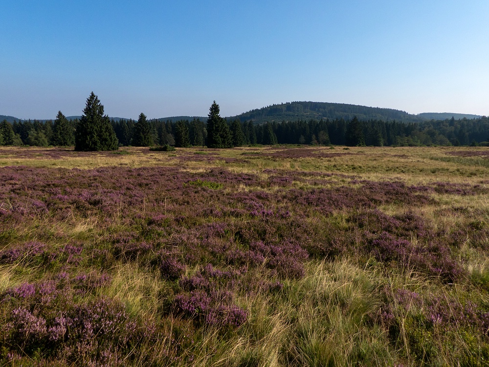 Auf der Hochheide