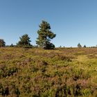 Auf der Hochheide