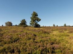 Auf der Hochheide