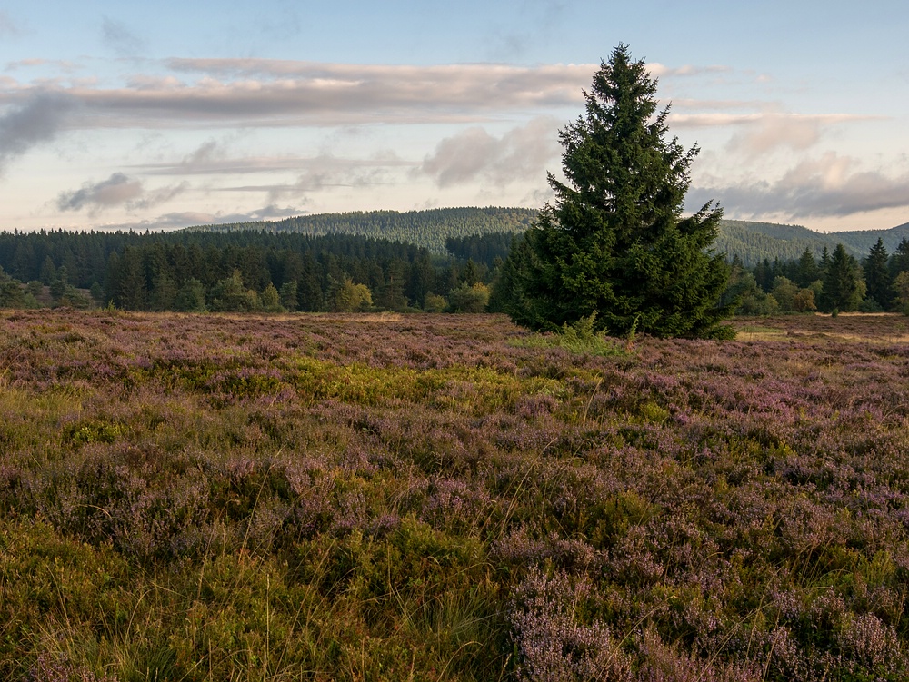 Auf der Hochheide