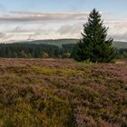 Auf der Hochheide