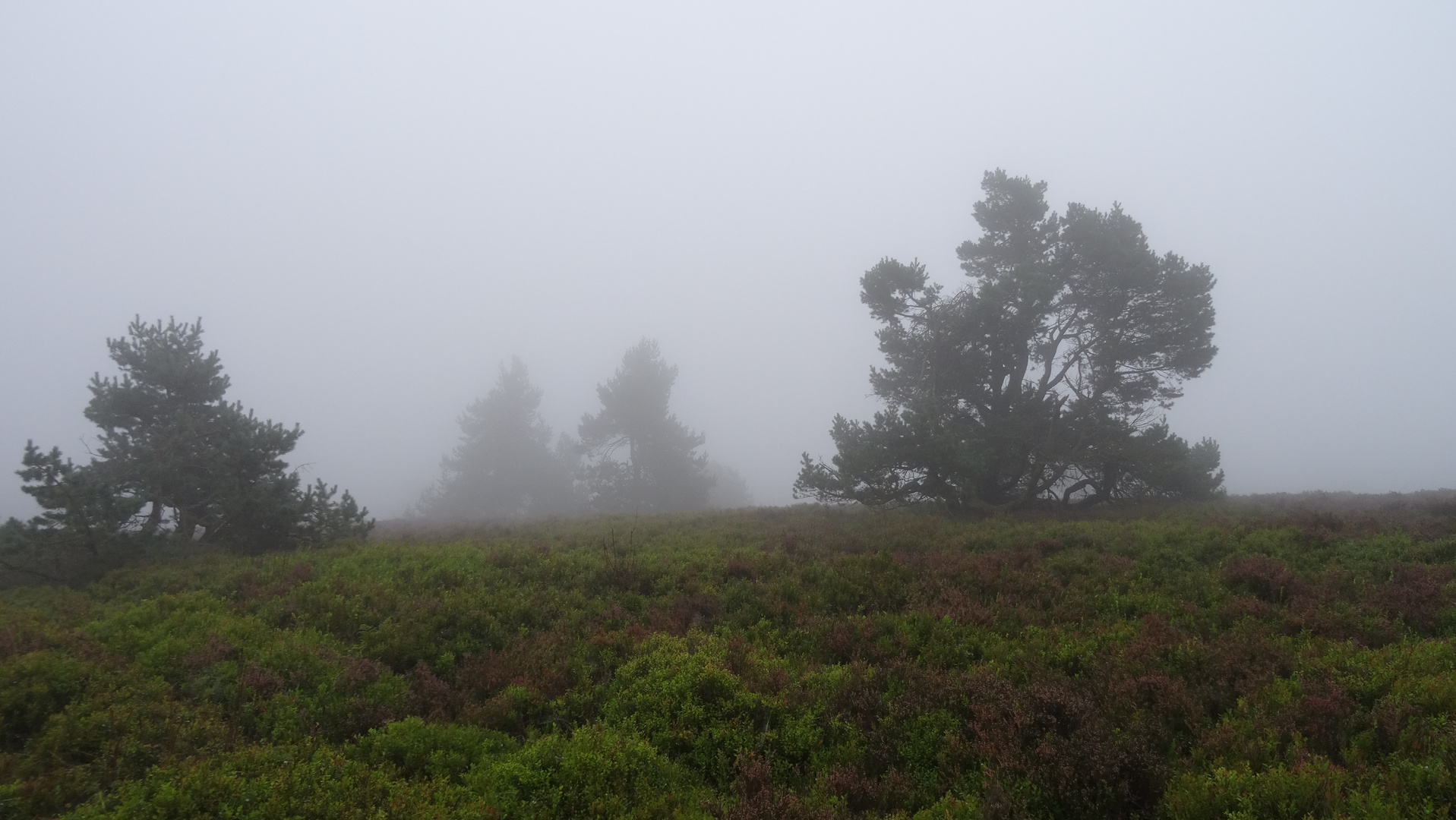 Auf der Hochheide bei Winterberg