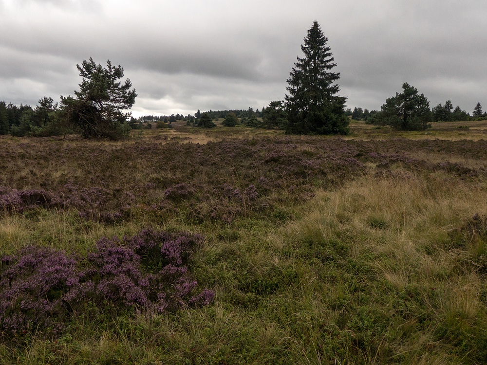 Auf der Hochheide unter Wolken