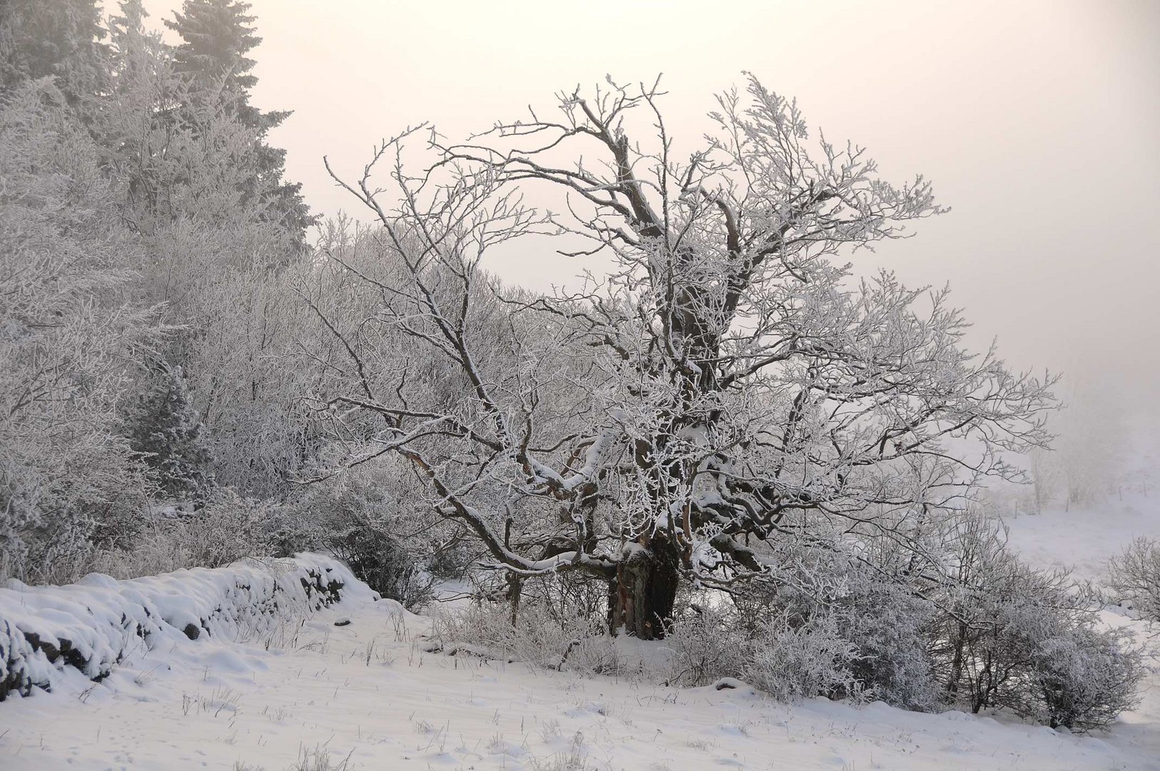 Auf der Hochrhön