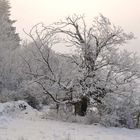 Auf der Hochrhön