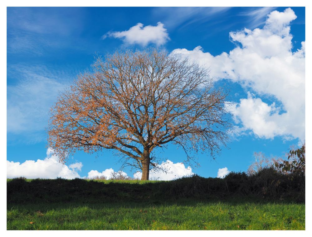 ..auf der Höh' da steht 'n Baum