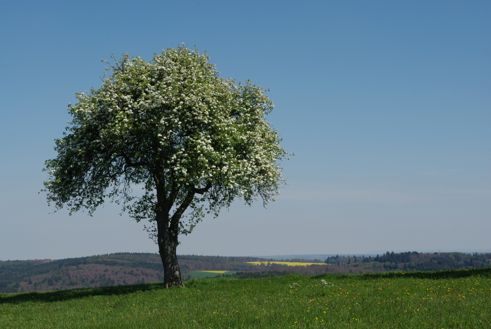 Auf der Höhe