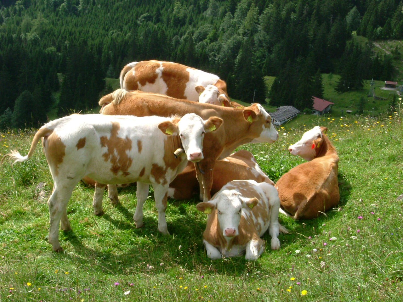 Auf der Hofalm, Kalbinnen