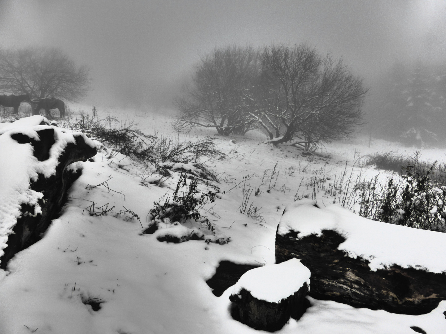 auf der Hohen Geba in der Rhön