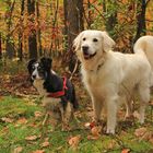 auf der Hunderunde.....