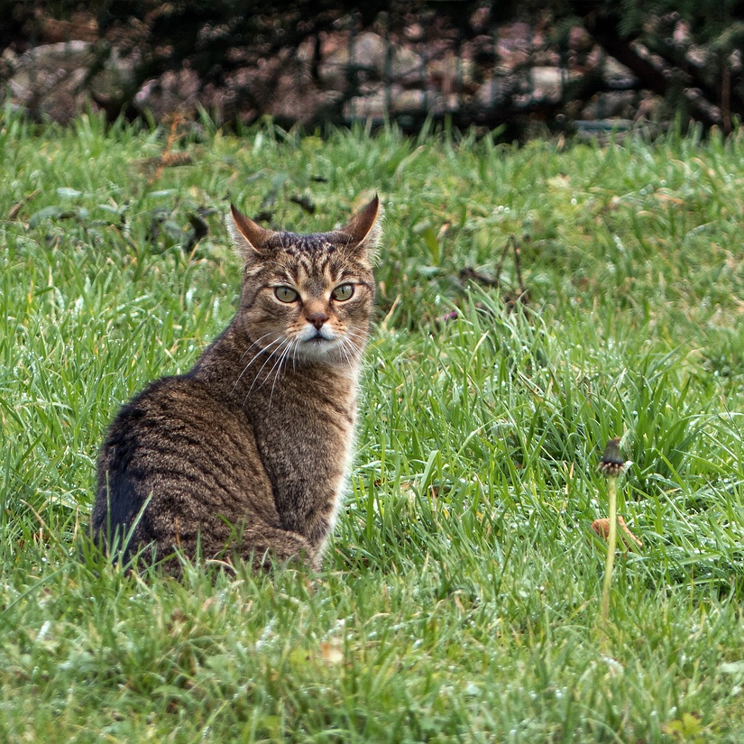 Auf der Hut