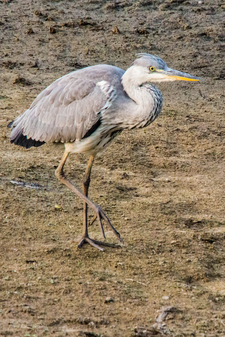 Auf der Hut