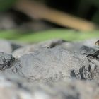 Auf der Hut! - Junge Waldeidechse (Zootoca vivipara)