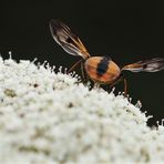 Auf der Insektenweide