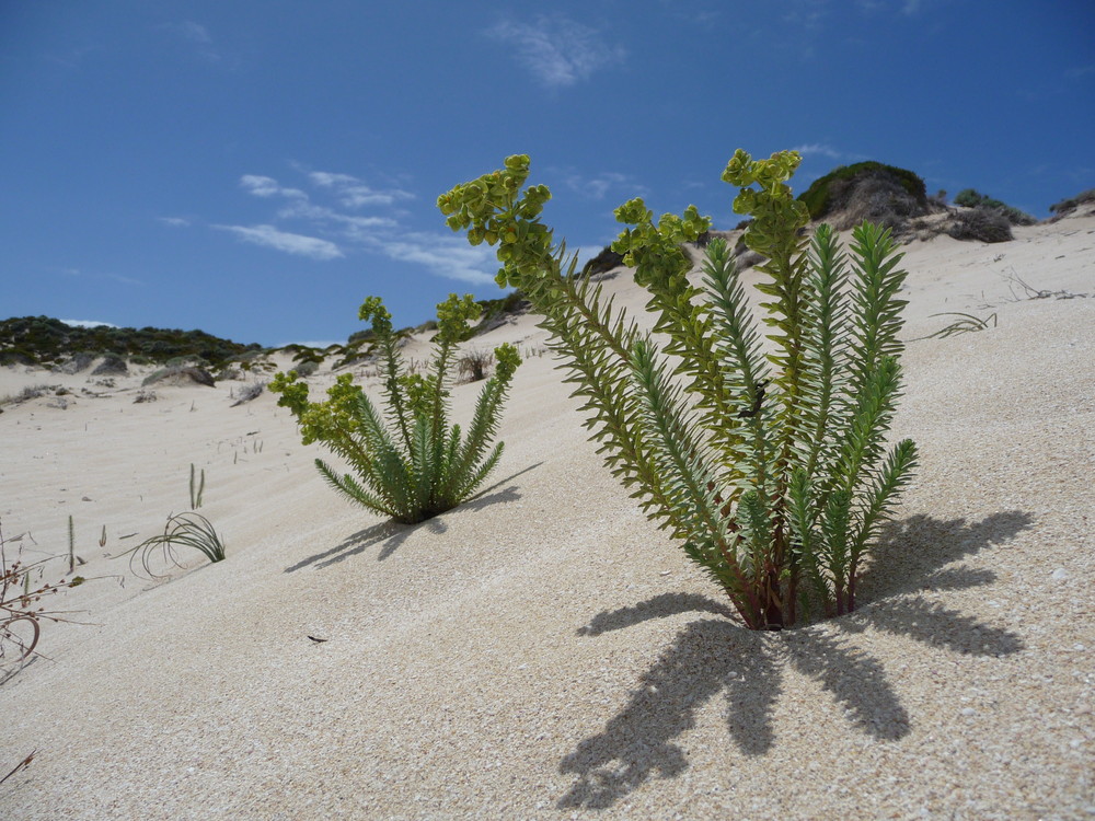 Auf der Insel