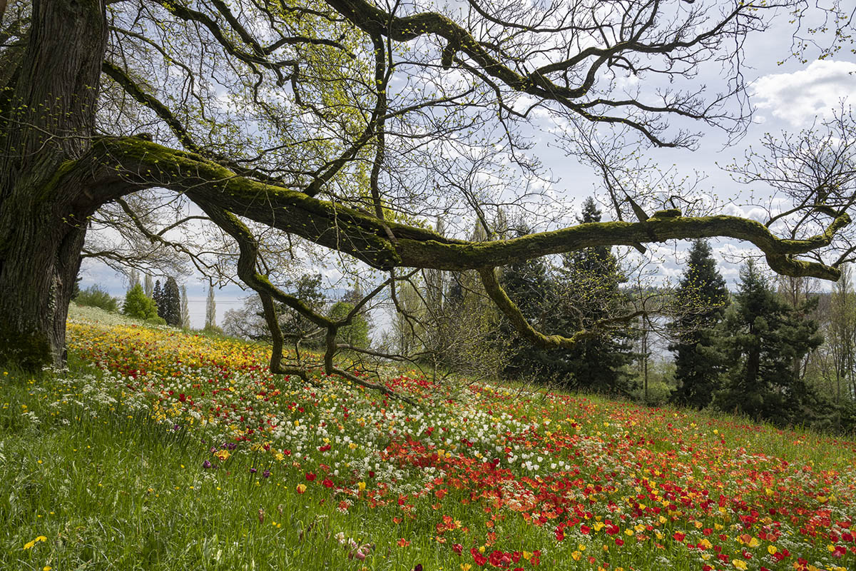 Auf der Insel Mainau